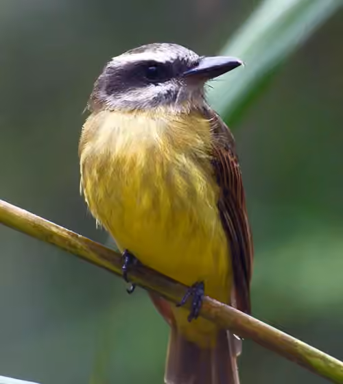 Dokumentasi Myiodynastes chrysocephalus