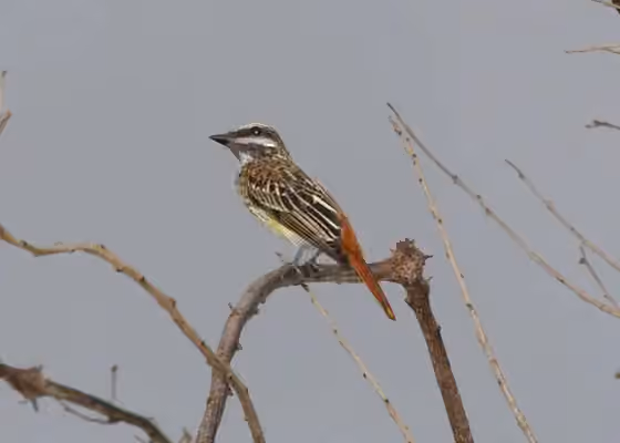 Dokumentasi Myiodynastes luteiventris