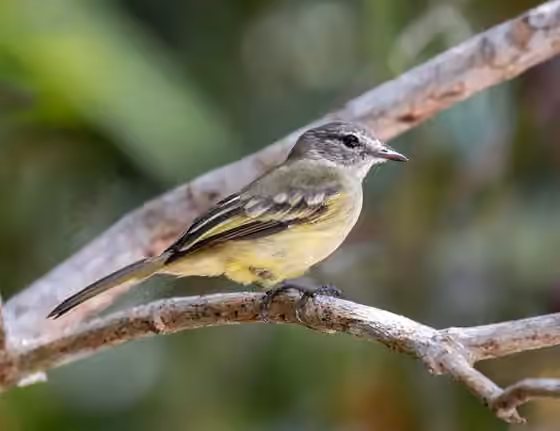 Dokumentasi Myiopagis gaimardii