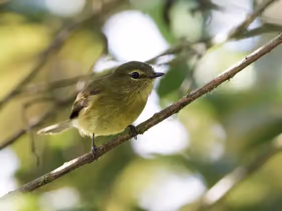 Dokumentasi Myiophobus flavicans