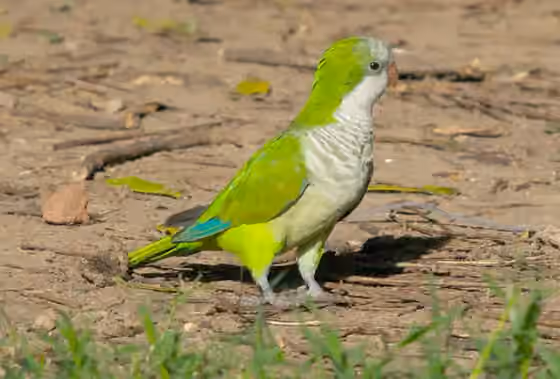 Dokumentasi Myiopsitta monachus