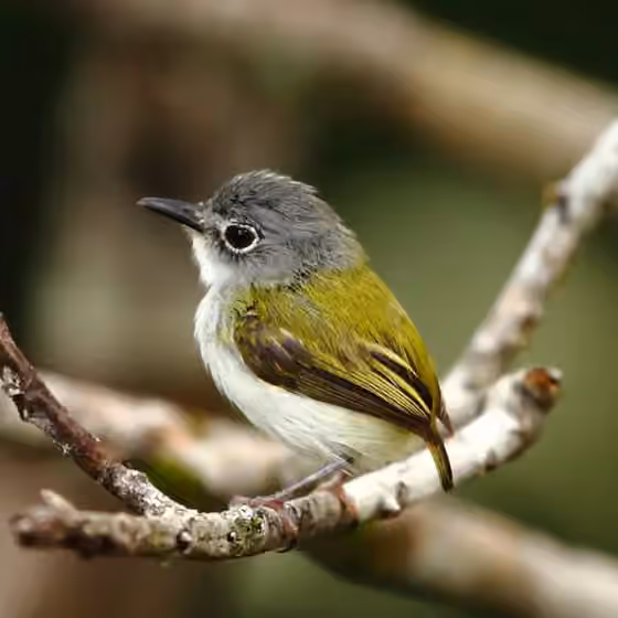 Dokumentasi Myiornis ecaudatus