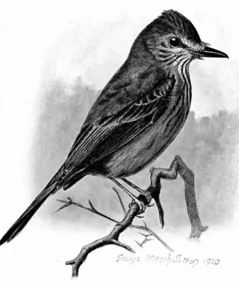 Ilustrasi dokumenter Myiotheretes pernix