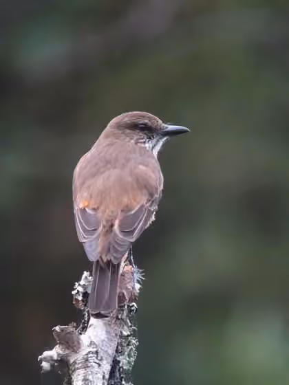 Dokumentasi Myiotheretes striaticollis