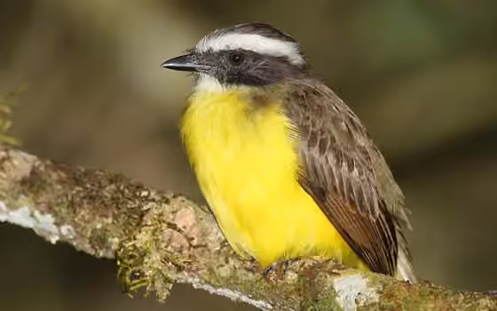 Dokumentasi Myiozetetes similis