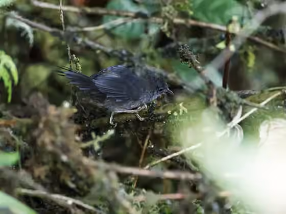 Dokumentasi Myornis senilis