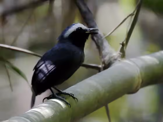 Dokumentasi Myrmoborus leucophrys