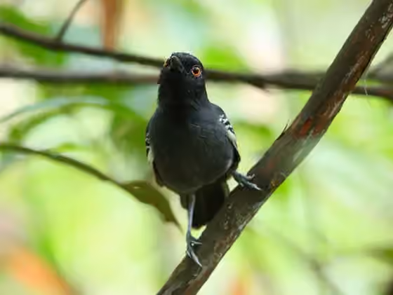 Dokumentasi Myrmoborus melanurus