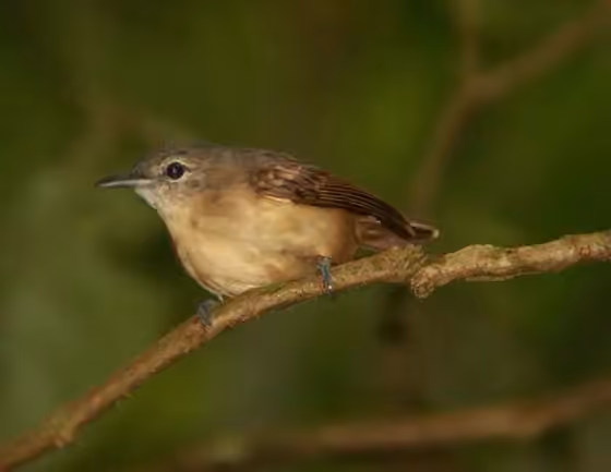 Dokumentasi Myrmotherula axillaris