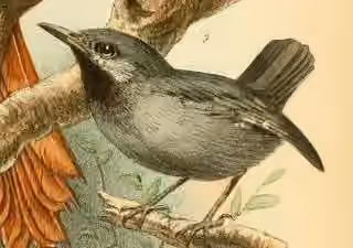 Ilustrasi dokumenter Myrmotherula behni dengan bagian figur lain pada pelat