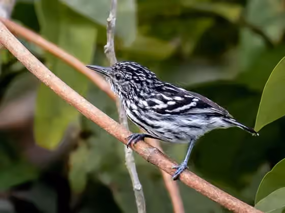 Dokumentasi Myrmotherula cherriei