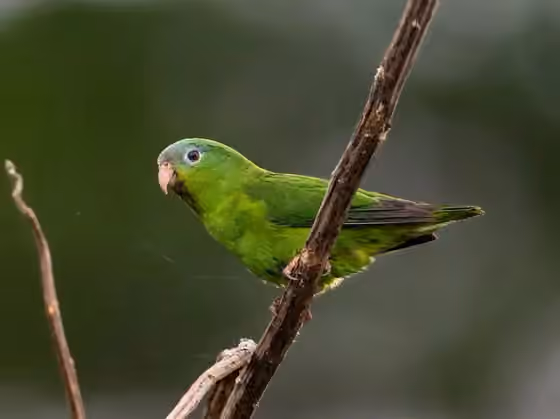 Dokumentasi Nannopsittaca dachilleae