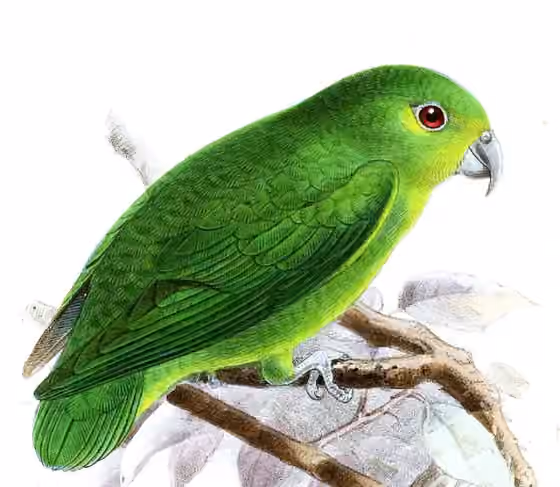 Ilustrasi Nannopsittaca panychlora