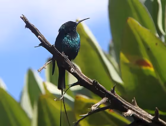 Dokumentasi Nectarinia johnstoni