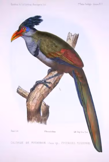 Ilustrasi Neomorphus pucheranii