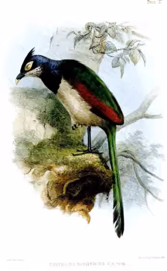 Ilustrasi Neomorphus rufipennis
