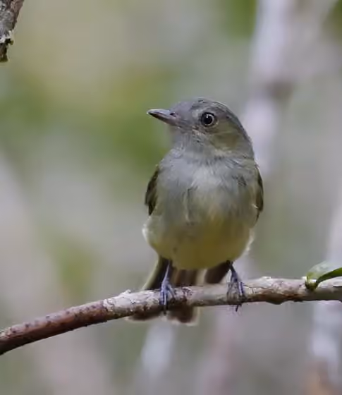 Dokumentasi Neopelma aurifrons