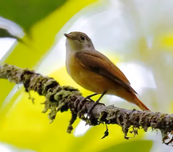 Dokumentasi Neopipo cinnamomea