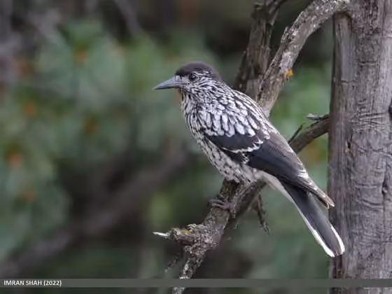 Dokumentasi Nucifraga multipunctata