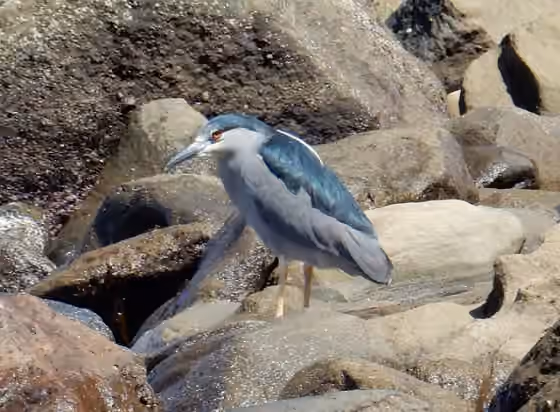 Dokumentasi Nycticorax nycticorax