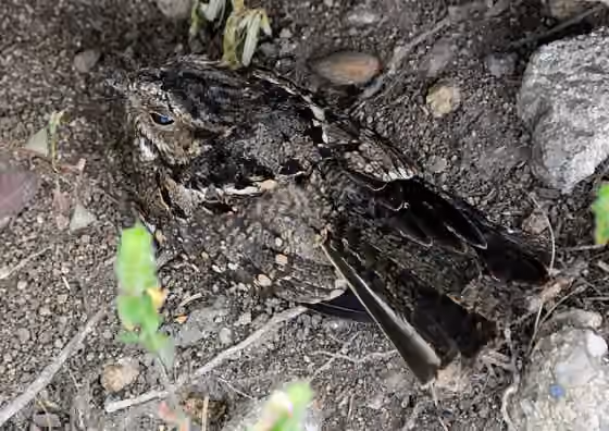 Dokumentasi Nyctidromus anthonyi
