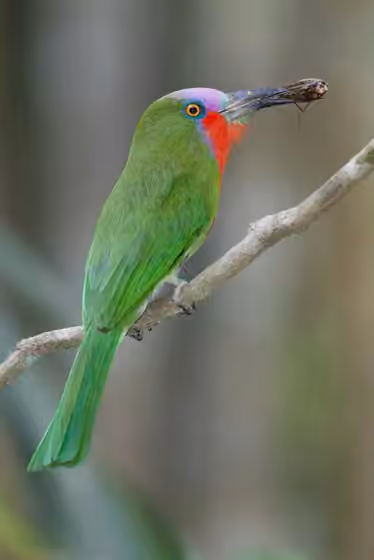 Dokumentasi Nyctyornis amictus