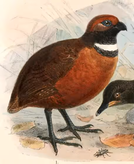Ilustrasi Odontophorus erythrops