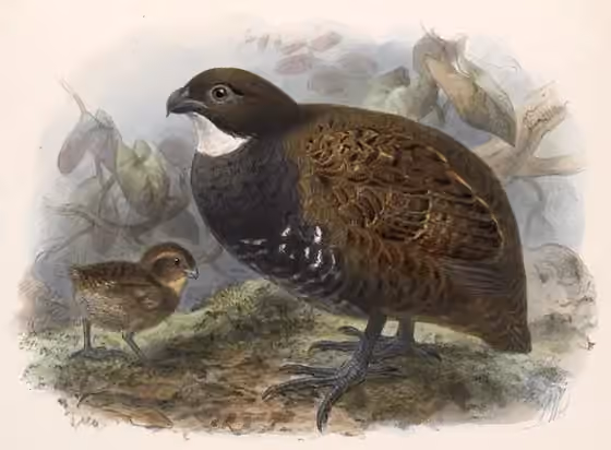Ilustrasi Odontophorus leucolaemus