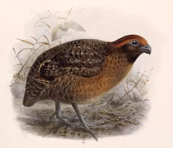Ilustrasi Odontophorus melanotis