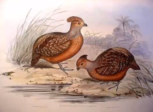 Ilustrasi Odontophorus stellatus