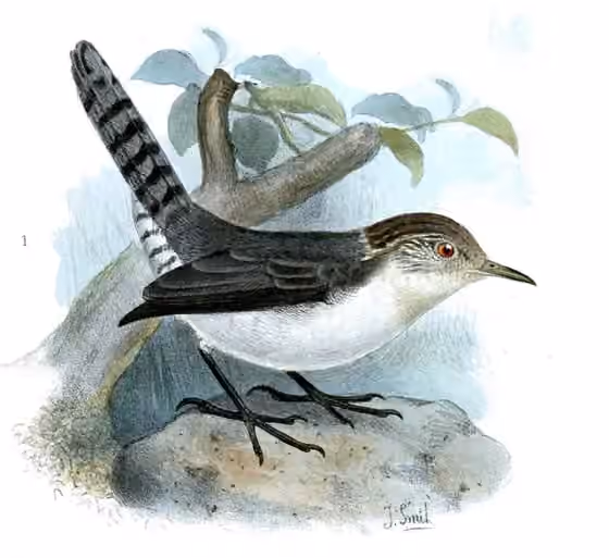 Ilustrasi Odontorchilus branickii