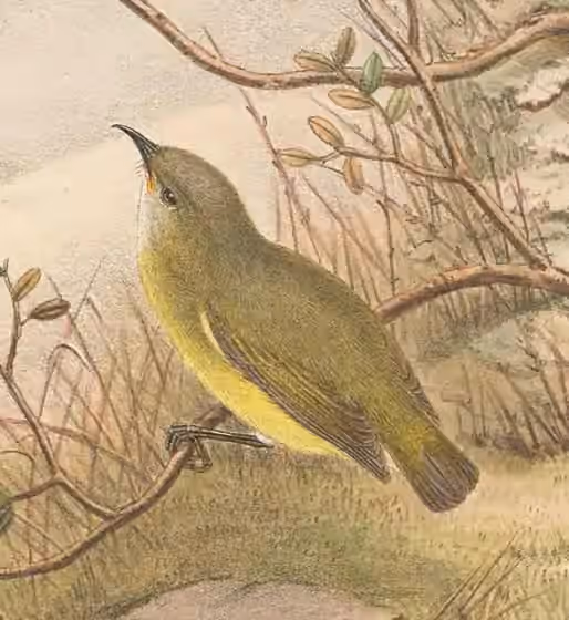 Ilustrasi dokumenter Oedistoma pygmaeum