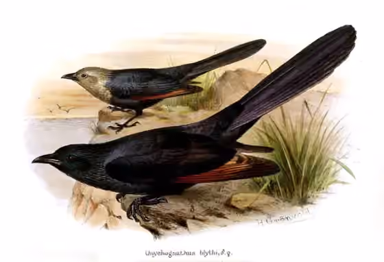 Ilustrasi Onychognathus blythii