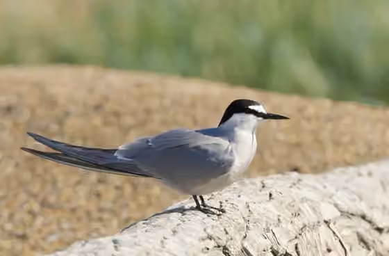 Dokumentasi Onychoprion aleuticus