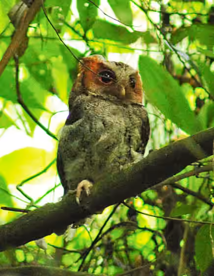 Dokumentasi Otus nigrorum