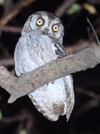 Dokumentasi Otus pamelae
