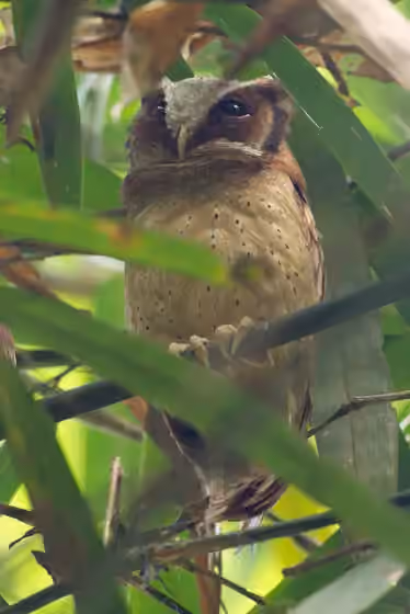 Dokumentasi Otus sagittatus