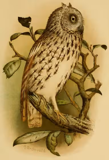 Ilustrasi Otus socotranus