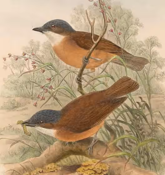 Ilustrasi Pachycephala hyperythra
