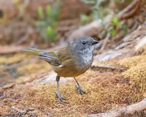 Dokumentasi Pachycephala olivacea
