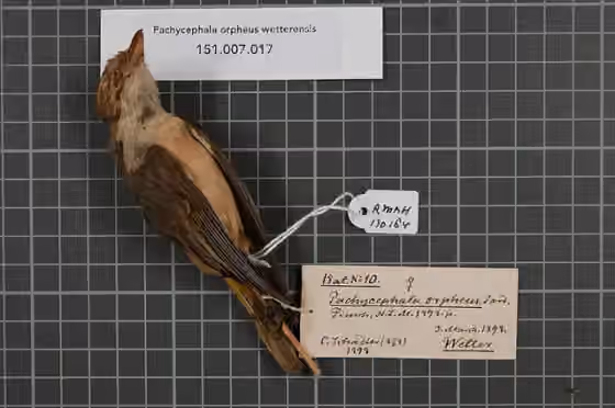Spesimen museum Pachycephala orpheus