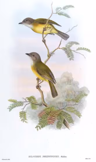 Ilustrasi Pachycephala philippinensis