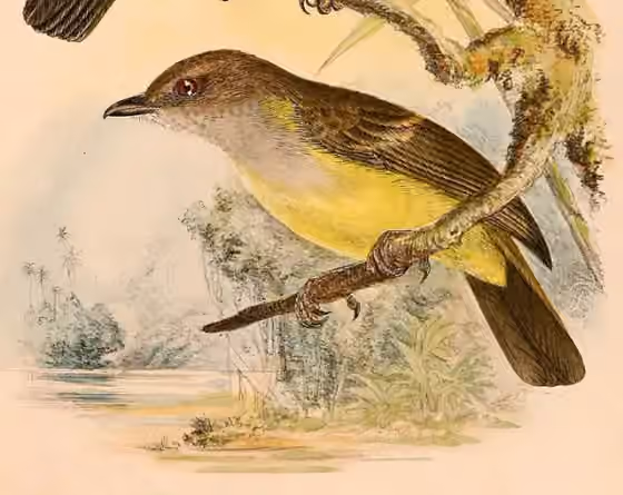 Ilustrasi Pachycephala sulfuriventer