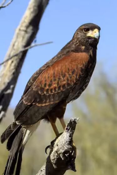 Dokumentasi Parabuteo unicinctus