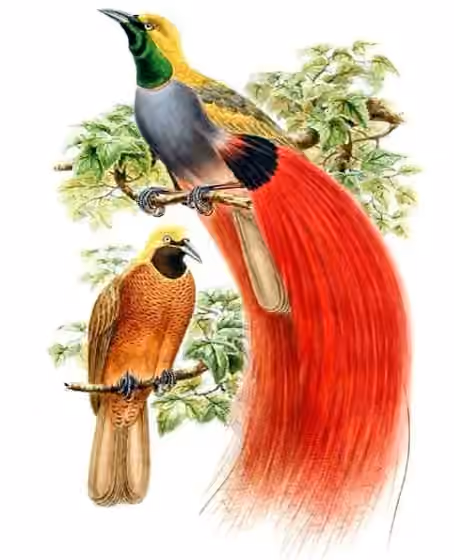 Ilustrasi Paradisaea decora
