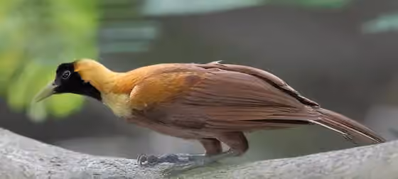 Dokumentasi Paradisaea rubra