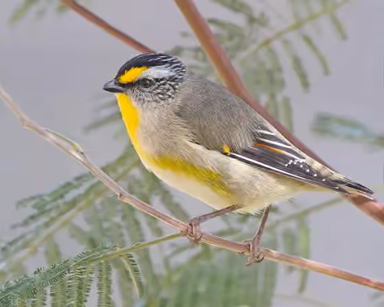 Dokumentasi Pardalotus striatus