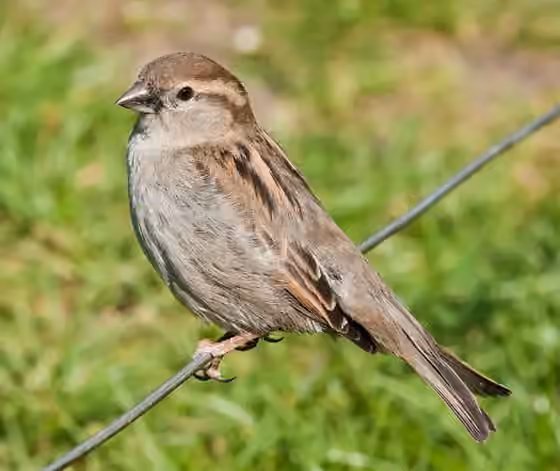 Dokumentasi Passer domesticus