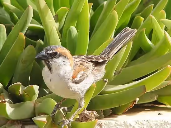 Dokumentasi Passer iagoensis