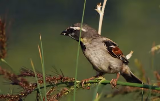 Dokumentasi Passer moabiticus